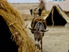 Donkey Eating a Hut